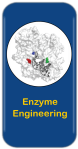 Enzyme Engineering