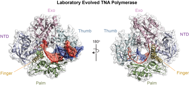 TNA polymerase
